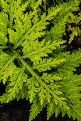 Spikemoss (Selaginella umbrosa)