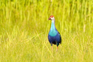 Swamphen in the grass