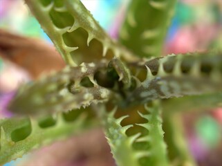 Closeup green leaf of succulent aloe vera ,cactus desert plants with bright blurred background ,macro image, sweet color for card design