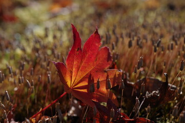 群集する苔に落ちた真っ赤なカエデの葉