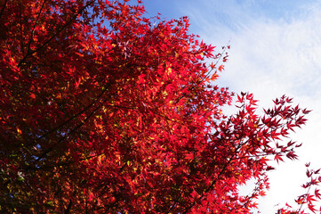 青空と真っ赤に輝く紅葉