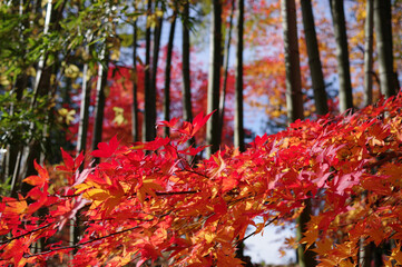 竹林に輝く紅葉