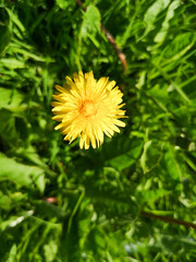 yellow dandelion flower