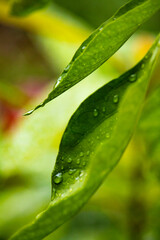 green leaf with water drops