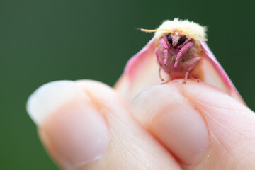 Rosy Maple Moth - Female