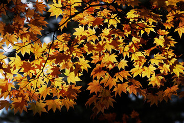 黄金色に輝くカエデの葉