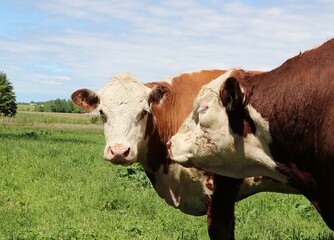 Close-up of head and face of Hereford cow and bull standing side by side in the pasture field