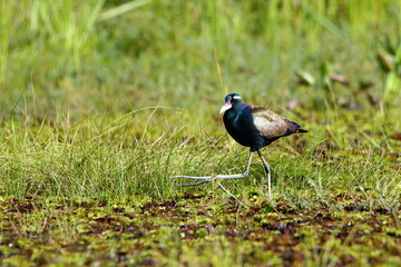 Bird on the wetland