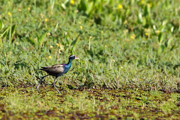 Bird on the wetland