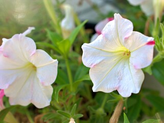 Fototapeta premium Closeup white -pink petunia flowers plants in garden with soft focus and blurred background ,sweet color for card design ,macro image ,wallpaper