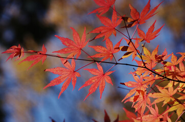 青空と色づく紅葉