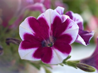 Closeup white -pink petunia flowers plants in garden with soft focus and blurred background ,sweet color for card design ,macro image ,wallpaper
