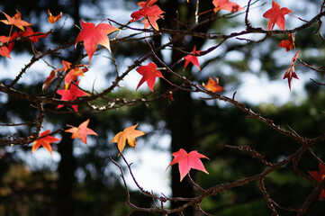 色づく紅葉