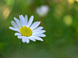 Obraz premium Closeup white petals common daisy flowers plants in garden (oxeye) with soft focus and green blurred background, macro image ,sweet color for card design