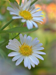 Closeup white petals common daisy flowers plants in garden (oxeye) with soft focus and green blurred background, macro image ,sweet color for card design