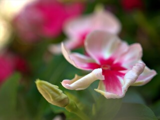 Closeup white -pink petals periwinkle (madagascar) flowers plants in garden with soft focus and blurred background ,sweet color for card design ,macro image ,wallpaper