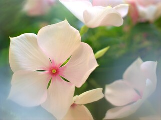 Closeup white -pink petals periwinkle (madagascar) flowers plants in garden with soft focus and blurred background ,sweet color for card design ,macro image ,wallpaper