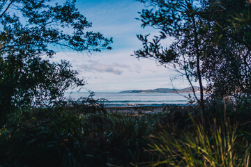 beautiful pristine Tasmanina beach on a winter morning with tree branches framing the scenary