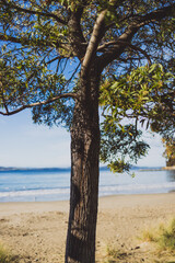 beautiful pristine Tasmanina beach on a winter morning with tree in the center of the frame