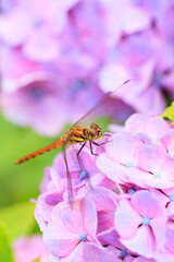 dragonfly on a flower