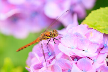 Fototapeta na wymiar dragonfly on a flower