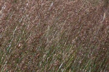 Wild plants in a meadow. Slovakia, 2016.