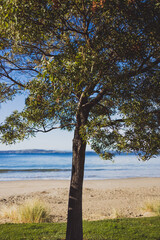 beautiful pristine Tasmanina beach on a winter morning with tree in the center of the frame