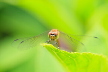 dragonfly on a green leaf