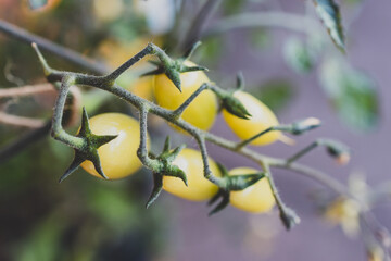 close-up of tomatos on vine and plant bokeh