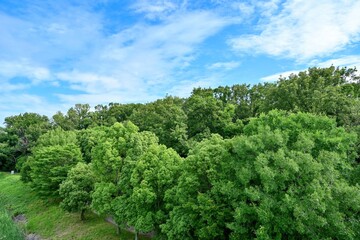 Fototapeta na wymiar 新緑に包まれた森の情景
