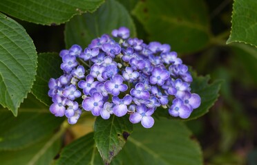 Hydrangea is a Hydrangeaceae deciduous shrub that produces white, blue, purple or red flowers with a developed calyx during the rainy season.