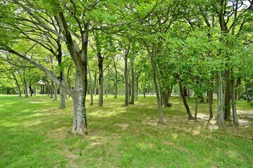 Obraz premium 新緑の榎林の情景