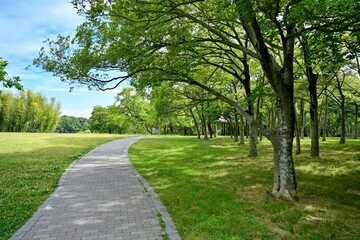 新緑の榎林のある公園の情景