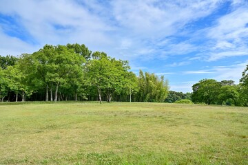 広々とした芝生広場と新緑の木々のコラボ情景