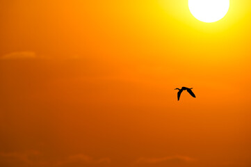 Obraz premium Freedom Bird Flying