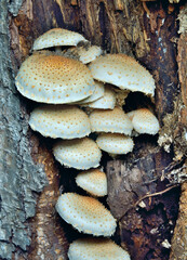 Edible mushrooms (Pholiota squrrosoides) 11