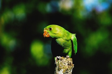 green winged macaw