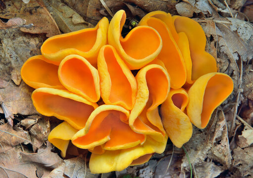 Edible mushrooms (Otidea onotica) 7