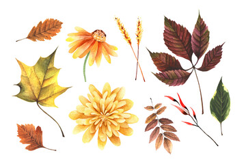 Watercolor hand painted autumn set with leaves maple, grape, yellow flower, chrysanthemum. Fall floral clipart for design digital paper, sticker, invitation, home decor. Isolated on white background.