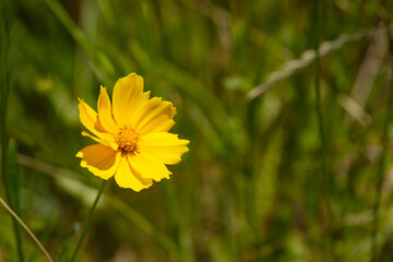 黄色い花　オオキンケイギク　金鶏菊　野草