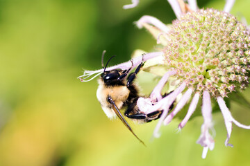 Close-up of Bumble Bee and Purple Cone Flower - Echinacea PurPurea