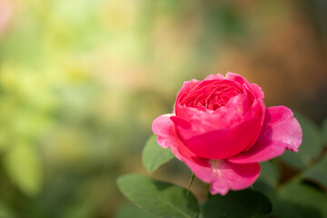 Roses in the garden