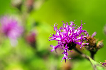 Purple Missouri Ironweed Wildflower