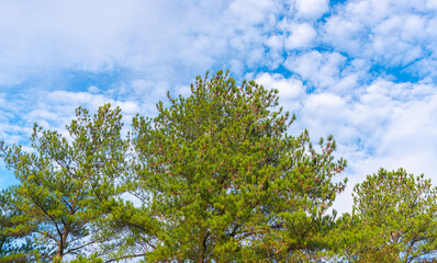 American pine tree (Pinus elliottii) in contrast to the blue sky.
