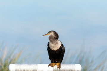 Close up on a female Anhinga bird also known as Anhinga anhinga
