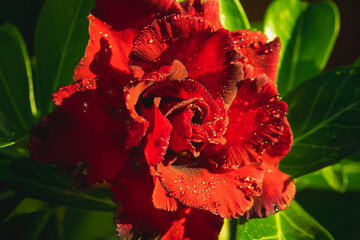 Adenium Obesium "Goodnight" flower with dew.