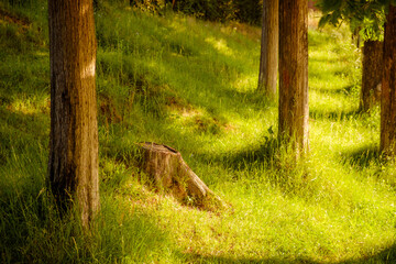 写真素材：夕暮れの森林　イメージ素材　切り株