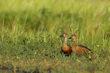wild ducks in the grass