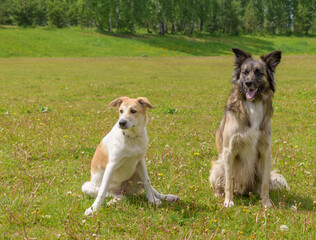 Portrait of two dogs. Green meadow, grass, dandelions. A careful look of observation. CThe concept of summer holidays with a pet, friendship of dog.