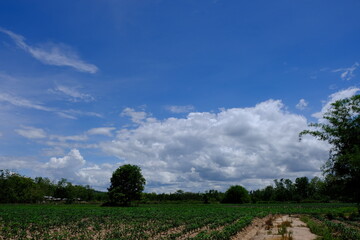 Obraz premium tree in the field